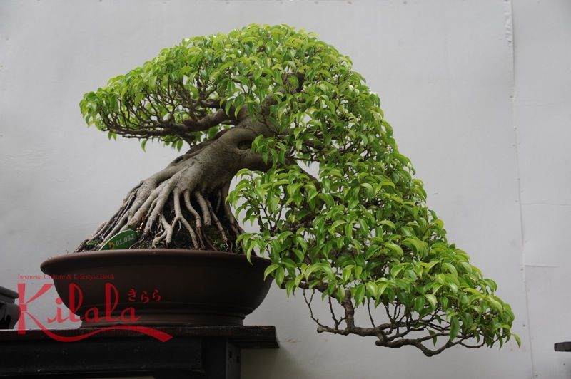 Bonsai phong cách Nhật Bản Bonsai phong cách Nhật Bản